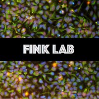 Fink Lab(@FinkLab) 's Twitter Profile Photo