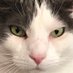 tortiegertie 🟧🐈🌸🧚♀️🌳🍺🥖🧀🍝🍷🍽🍫🐑📷🧶🧳 (@tortiegertie) Twitter profile photo tortiegertie 🟧🐈🌸🧚♀️🌳🍺🥖🧀🍝🍷🍽🍫🐑📷🧶🧳 (@tortiegertie) Twitter profile photo
