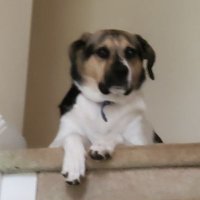 BlueStateVoter (@cornows) 's Twitter Profile