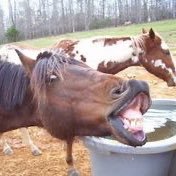 HornlessUnicorn (@hornlessunicor4) 's Twitter Profile Photo HornlessUnicorn (@hornlessunicor4) 's Twitter Profile Photo