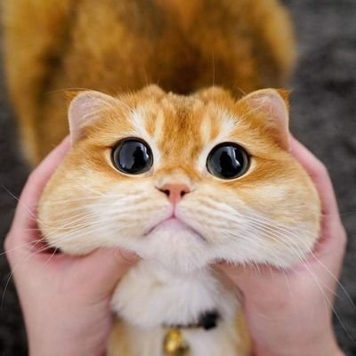 NgocLucy_111's profile picture. 