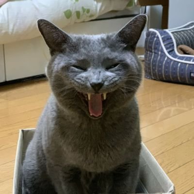 ashikaga10n's profile picture. こんにちは！猫4匹 犬1匹を飼い楽しい日々を過ごしています(^.^)宜しくお願いします！