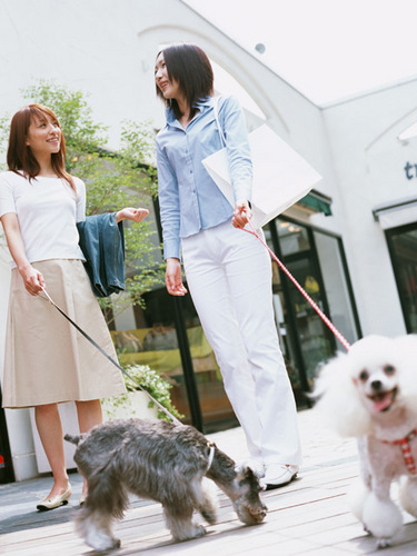 ayaka_ohno's profile picture. こんにちわん♪
トリマーとして働きながら、ドッグスクールに自分のワンコと通っています。
まだ仔犬なのでトリミングはできないけど、
大きくなったらキレイにしてあげようと楽しみにしています☆彡
ワンとの事を中心につぶやいていきます。