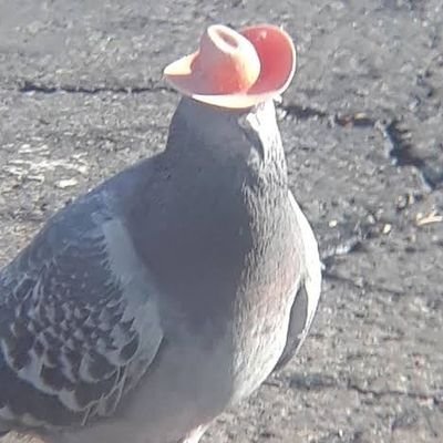 PhdPigeon Profile Picture