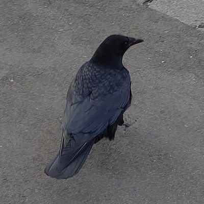 魚介類(鍵)さんのプロフィール画像