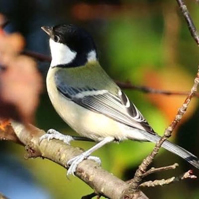 Venriched's profile picture. ・3・ まぁ、過ぎたことはいいっぴよ