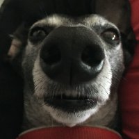 Dr. Disorganised (@doc_distracted) 's Twitter Profile