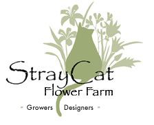 StrayCatFlowers's profile picture. Sustainably grown flowers in Burlington's Intervale, From bulk flowers to full-service events. See us at the Saturday Burlington Farmers' Markets.
