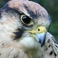 Horus Falcon(@blackbudgie13) 's Twitter Profile Photo