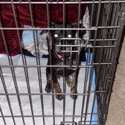 pizzapocketpal's profile picture. pizzapocket