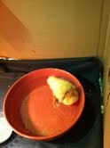 The official twitter page of Rodney the duck