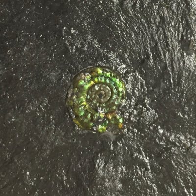 Stephen Hesselbo Profile