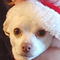 Randal (@obpsi) 's Twitter Profile