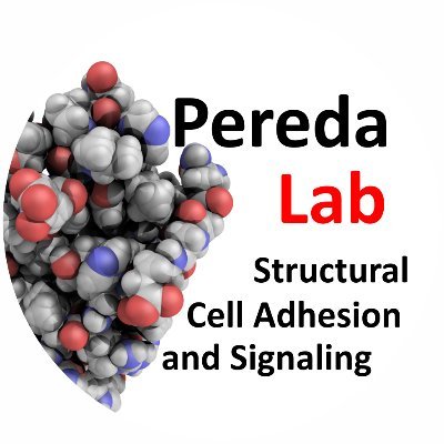 Structural Molecular Biology | Cell Adhesion and Signaling | Opinions are my own
@peredalab@mstdn.science