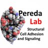 PeredaLab's profile picture. Structural Molecular Biology | Cell Adhesion and Signaling | Opinions are my own
@peredalab@mstdn.science