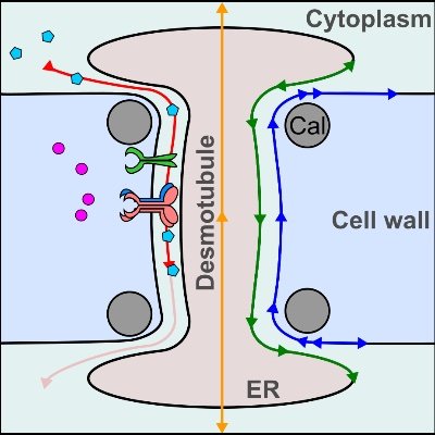 SYMPORE is an ERC-funded Synergy project to study structure and function of plasmodesmata in plants.