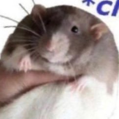 CommonPidgey's profile picture. 