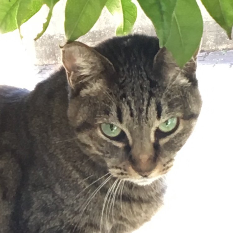 猫5匹と同居中です