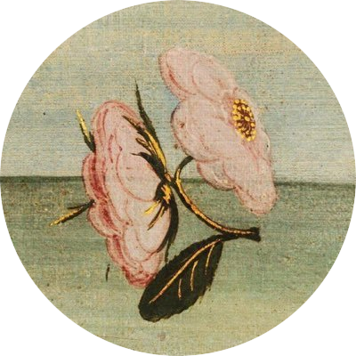 simadaii's profile picture. 천칭자리, a형, isfp, 일상계의 덕계화