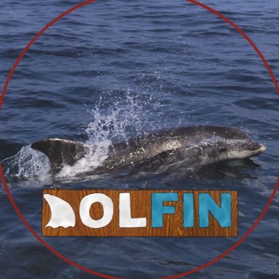 The Bailiwick DolFin Project
