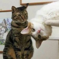 Tırıvırı (@tiriviriman) 's Twitter Profile Photo Tırıvırı (@tiriviriman) 's Twitter Profile Photo