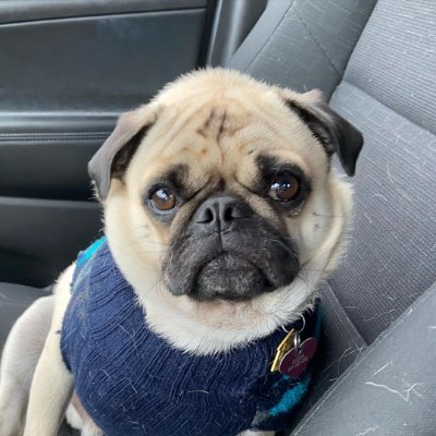 chuckthepug_ctp Profile Picture