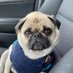 Chuck the Pug (@chuckthepug_ctp) Twitter profile photo Chuck the Pug (@chuckthepug_ctp) Twitter profile photo