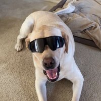 Eric King (@goldrushsec) 's Twitter Profile Photo Eric King (@goldrushsec) 's Twitter Profile Photo