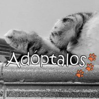 Adoptalos.es 🐾 (@adoptaloses) 's Twitter Profile