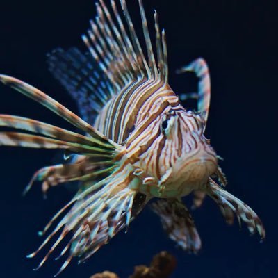 LionFishAreBad's profile picture. Lion Fish Campaign