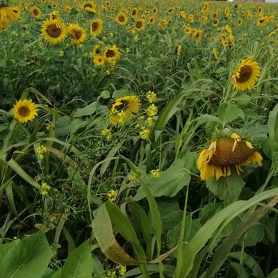 farmingmax's profile picture. Landwirt 🐮⚡ / Bayern / Umweltretter / Naturschützer / Tierliebhaber / Klimaaktivist