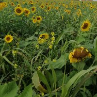 Max Power 🌻 (@farmingmax) 's Twitter Profile