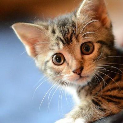 xiaolin2012's profile picture. แผนกให้กำลังใจ ยินดีรับใช้ 24 ชม. นะขอรับเจ้านายยยย.....เมี๊ยวๆ