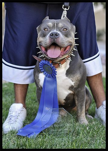 THEOGPITBOSS's profile picture. PUNISH THE DEED NOT THE BREED-HERE AT PITBOSSKENNELS WE BREED FOR QUALITY NOT QUANITY! FAMILY ORIENTED PITS THAT ARE SHORT TO THE GROUND,STOCKY WITH BLOCK HEADS