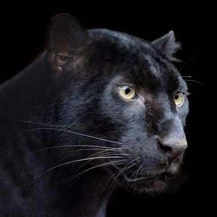 qLABqGgnuKHFRer's profile picture. สัมผัสที่หก...