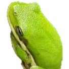 LunarCresscent's profile picture. Spiritually a frog | they/them