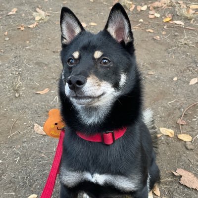 Gorilla96116531's profile picture. 