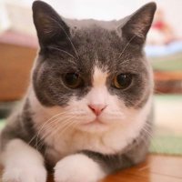 パペット (@puppet1o) 's Twitter Profile