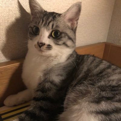 ねこまきだんご Veifj35qdq78fjw Twitter ねこまきだんご Veifj35qdq78fjw Twitter