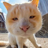 Putrin🤹♂️ (@putputrin) 's Twitter Profile