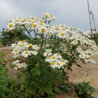 sdreamsnana's profile picture. 