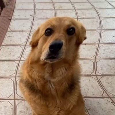 thesnailman3's profile picture. 