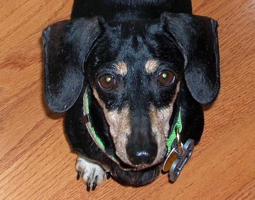DaysOfOurDogs's profile picture. It's about dogs: rescues, mutts, purebreds. I have 2 doxies and 2 miniature schnauzers, one I rescued from an Amish puppy mill. My alter ego is @ProfKJM.
