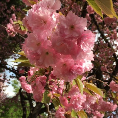 猫好き、政治に強い関心あり。 れいわ新選組を応援📣 消費税廃止や日米地位協定の見直しという大きな政策から、動物の権利まで幅広いれいわの政策が素敵すぎて優しすぎて泣ける 😭