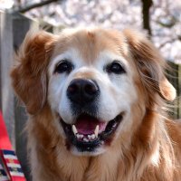 sazy (@s_may_kaashan) 's Twitter Profile Photo sazy (@s_may_kaashan) 's Twitter Profile Photo