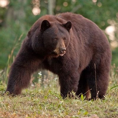 BunigerCarl's profile picture. 