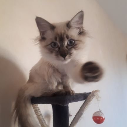 la moitié des vues sur les vidéos de chats c'est moi