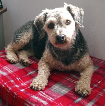 LordGrahamWalk1's profile picture. Proud British Royal Navy Veteran Hopeful attitude to life, Dog Lover Follower of St.Helens RLFC. Pro British anti EU, Anti ISLAM, Anti Woke #stoptheboats