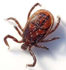 Fighting the scourge that is Lyme.  You will find valuable resources, blogs, articles and more - all about Lyme.