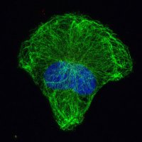 Connecting Intermediate Filaments Seminars (@connectingifs) 's Twitter Profile